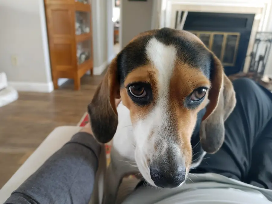 A beagle with big, soulful eyes looks up while resting its head on a person’s lap in a cozy living room.