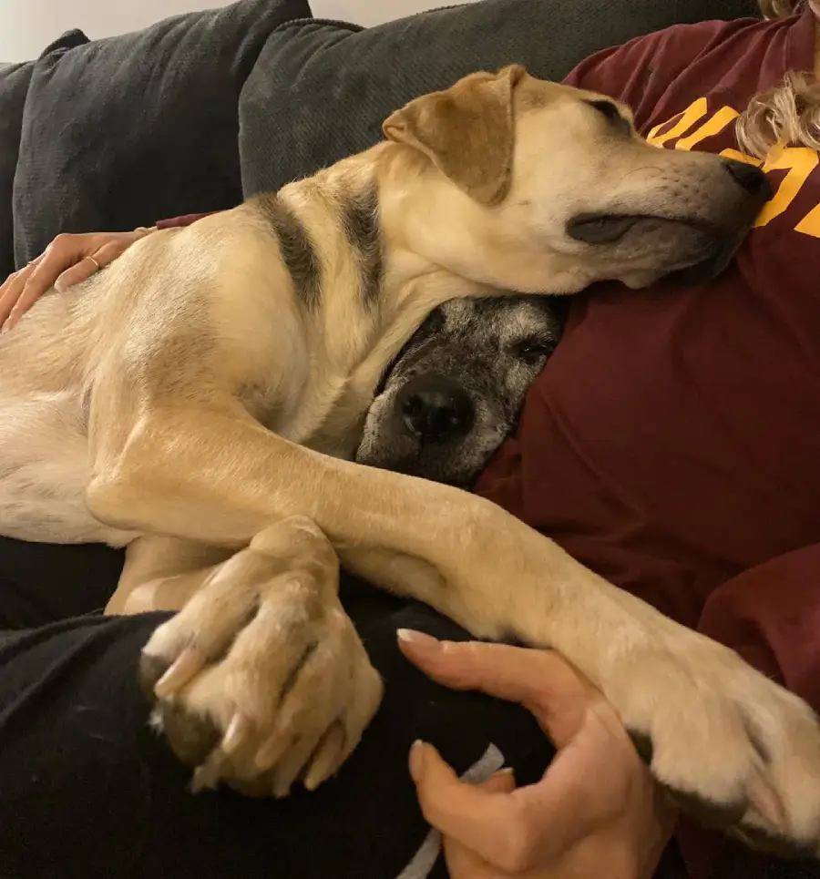 Two dogs cuddle on a person’s lap; a yellow dog lies on top, and a gray dog is partly hidden underneath. The person wears a maroon shirt and rests their hand on the dogs.
