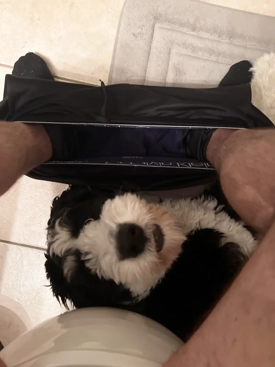 A fluffy black and white dog sits between a person’s legs while they are sitting on a toilet, with underwear around their thighs on a bathroom floor.