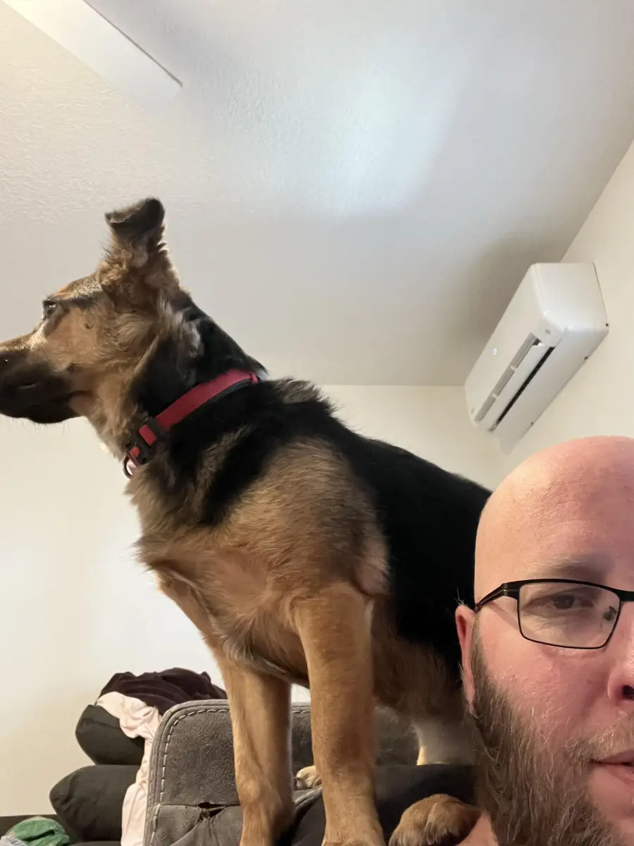 A German Shepherd mix dog stands on a couch, looking to the left, while a bearded man with glasses sits in front. An air conditioning unit is mounted on the wall behind them.
