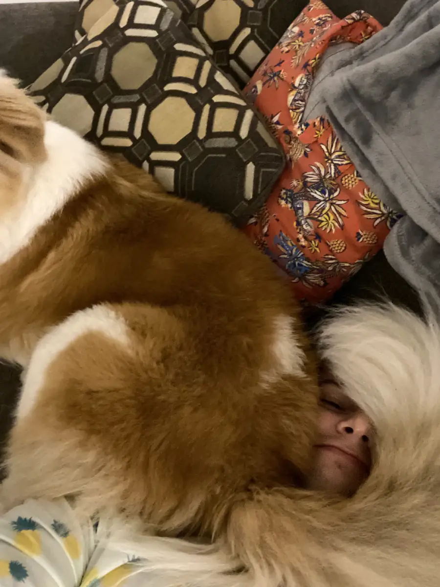 A fluffy brown and white dog is lying on a person’s face, covering most of it, while the person smiles underneath. Patterned pillows and a blanket are in the background.