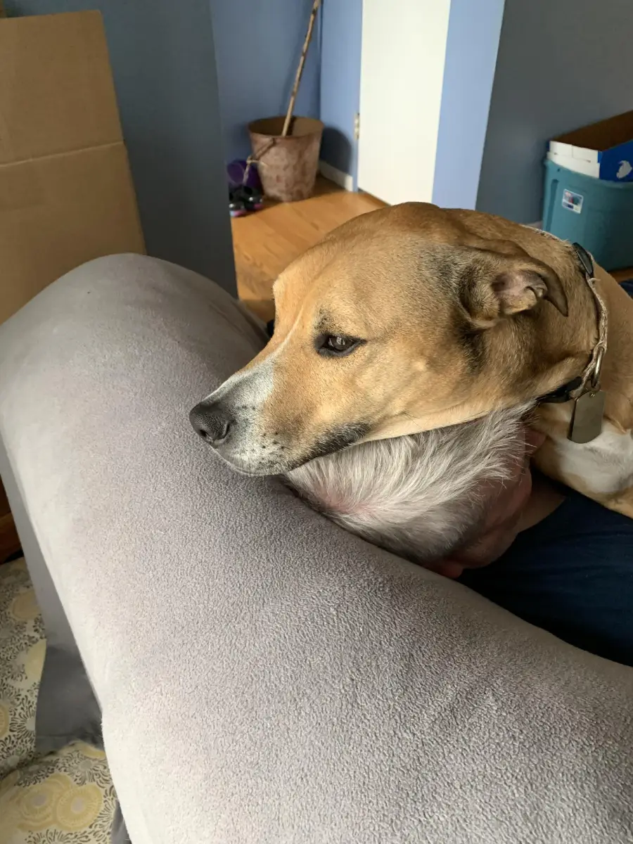 A brown dog rests its head gently on a person’s gray-haired head while both sit on a gray couch in a cozy living room.