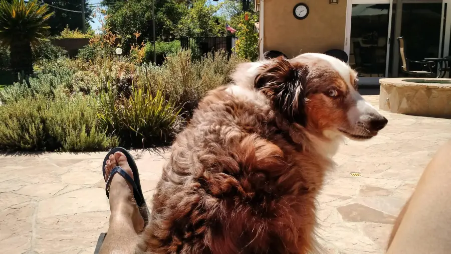 A person wearing flip-flops relaxes on a patio with a fluffy brown and white dog sitting nearby in a sunny backyard, surrounded by green plants.
