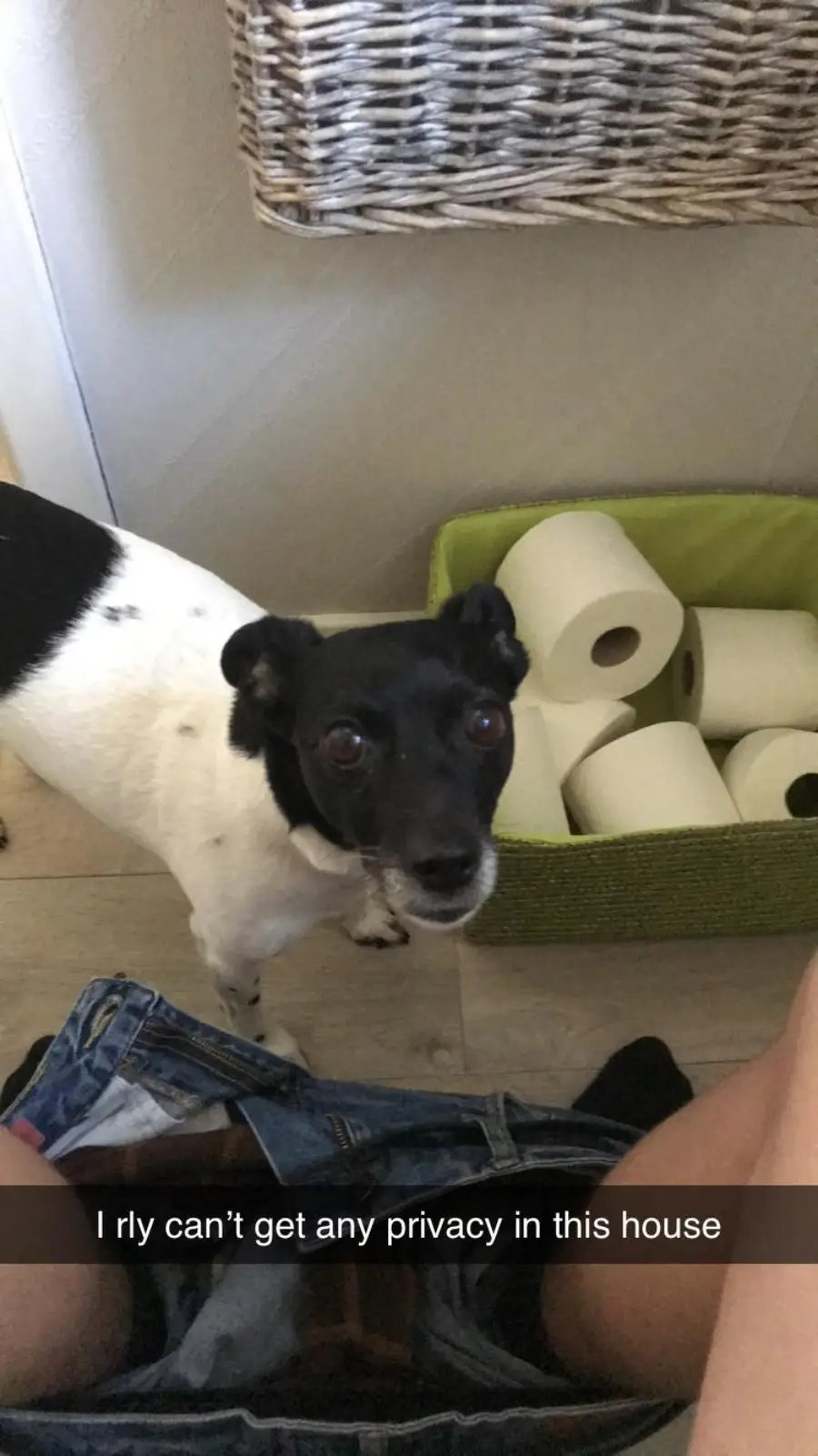 A black and white dog looks up at someone sitting on the toilet, with a green basket of toilet paper nearby. Text on the image reads, “I rly can’t get any privacy in this house.”