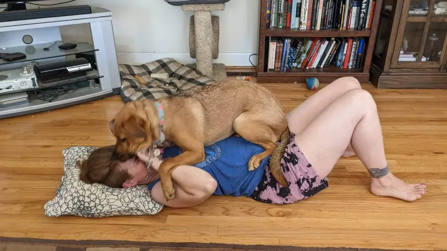 A person lies on a pillow on a wooden floor while a brown dog playfully sits on their chest, licking their face. Shelves with books and other items are visible in the background.