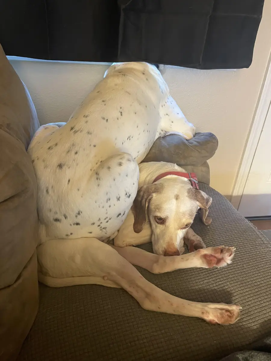 Two white dogs with brown spots are lying awkwardly on a couch; one dog is resting its head against the armrest while the other is sitting on top, facing away and looking out the window.