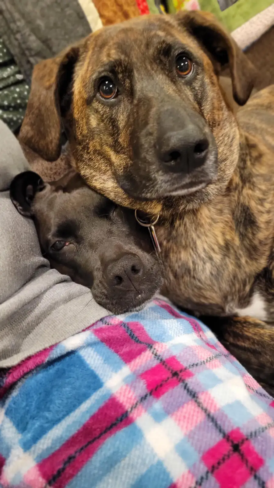 Two dogs cuddle closely on a couch, one with a brindle coat resting its head on a black dog. They lie against a person in gray clothes with a pink and blue plaid blanket.