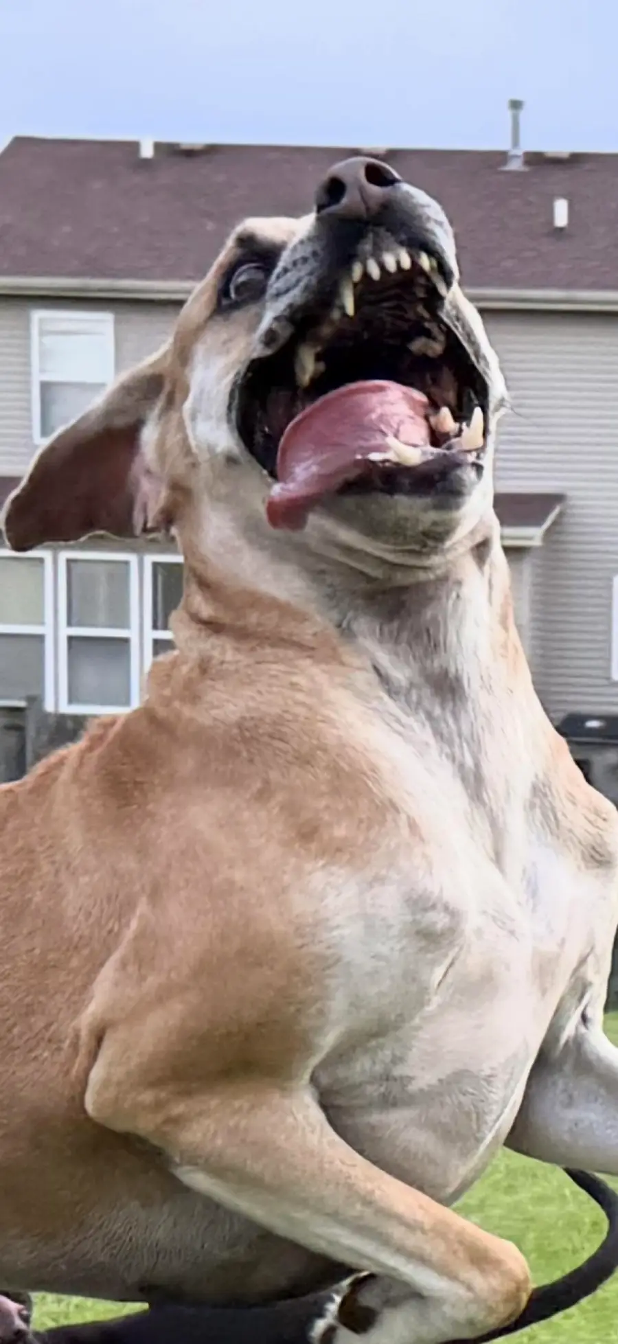 A brown and white dog is mid-jump with its mouth wide open, showing teeth and tongue, in front of a house. Its ears are flapping and it looks joyful and playful.