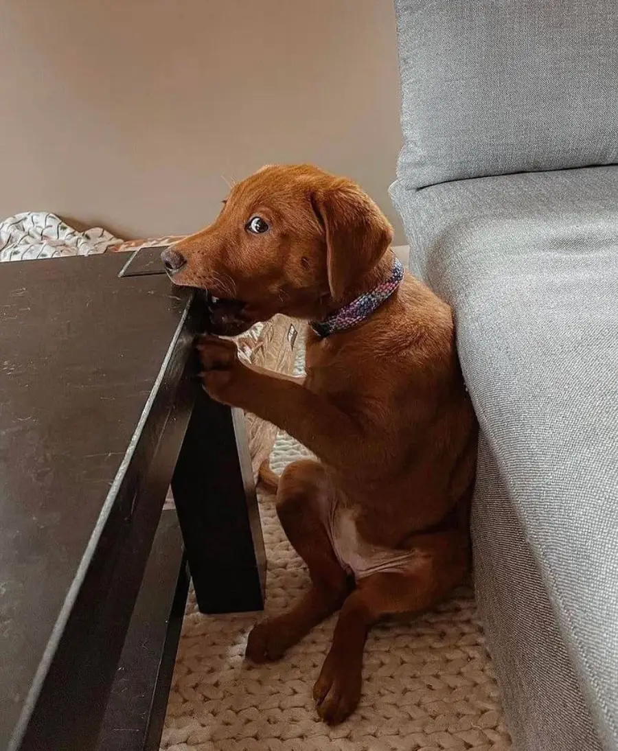 A brown dog with a startled expression sits by a gray couch, biting the edge of a black coffee table.