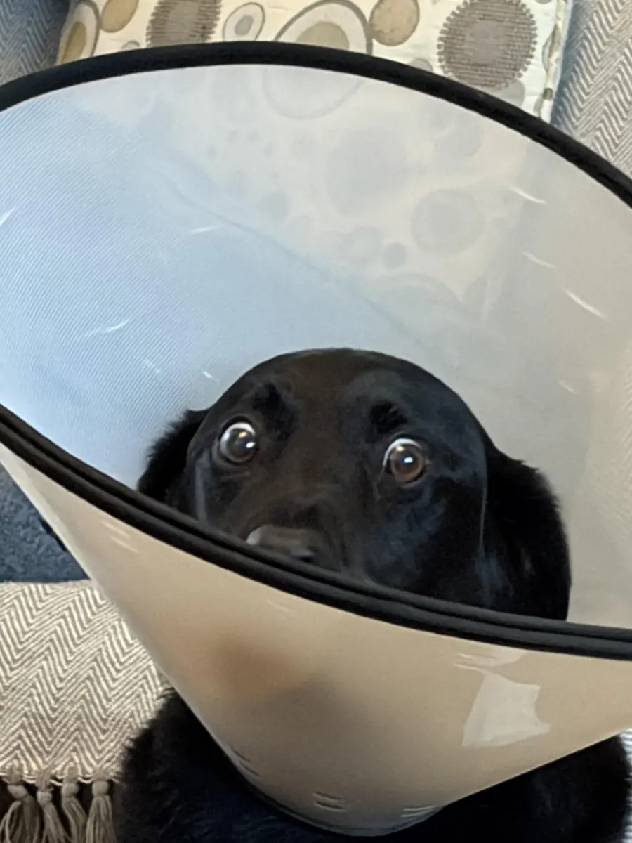 A black dog with wide eyes wears a cone collar, sitting on a patterned blanket. The background includes a couch with geometric-patterned pillows.