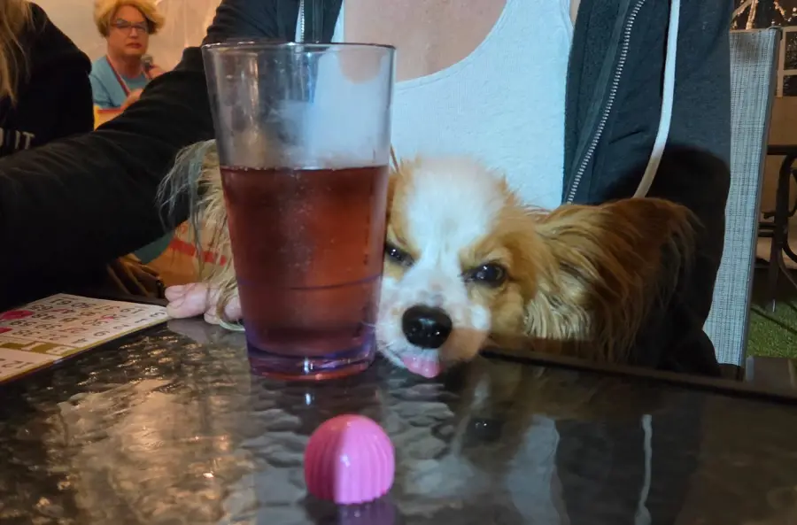 A small dog rests its chin on a glass table next to a drink, with its tongue sticking out. A person sits behind the dog, and a pink object is on the table in front.