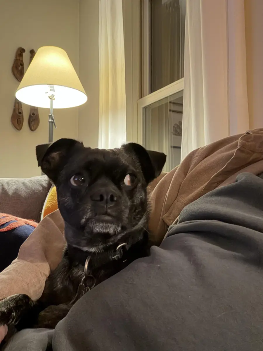 A black dog with a white patch on its chin sits on a couch, looking alert. A lamp, a window with curtains, and wall decorations are visible in the cozy, softly lit room.