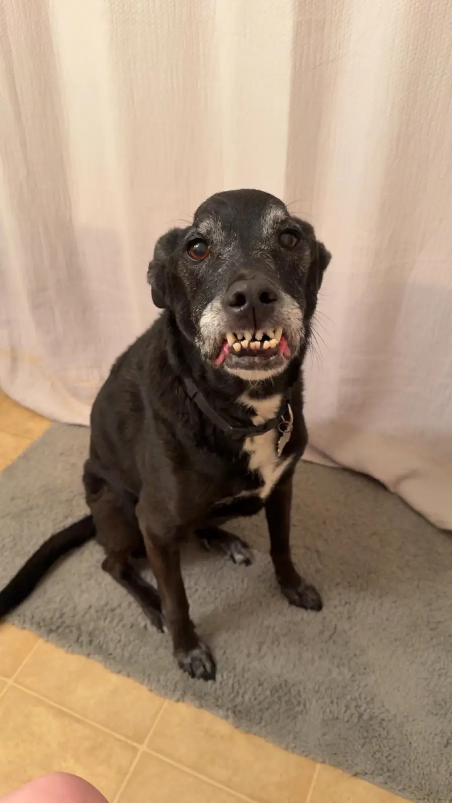 A black dog with a white chest patch sits on a gray mat, showing its teeth in a funny, slightly goofy expression. The background is a light-colored curtain.