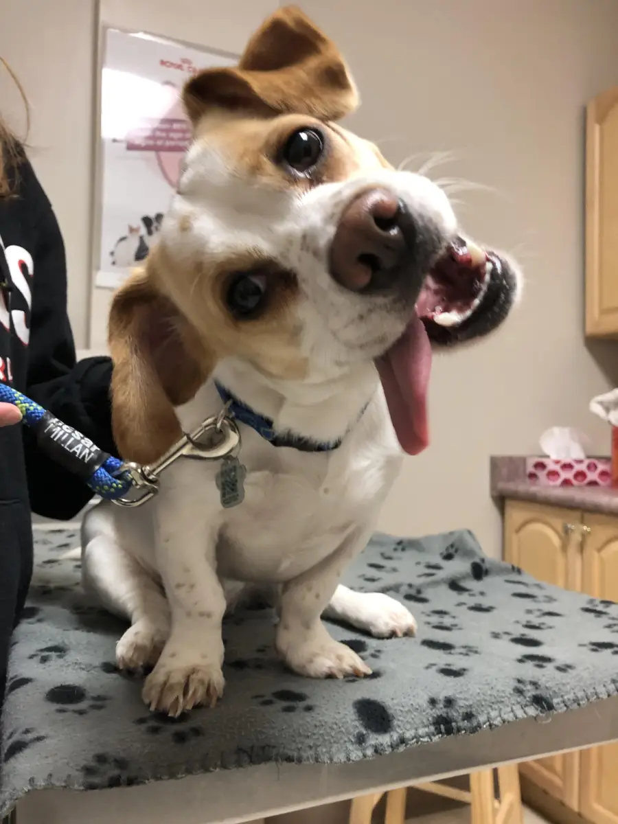 A small brown and white dog sits on a table with its head tilted, tongue out, and ears flopped. The dog is leashed and appears playful and happy, with a person holding its leash in a veterinary office.