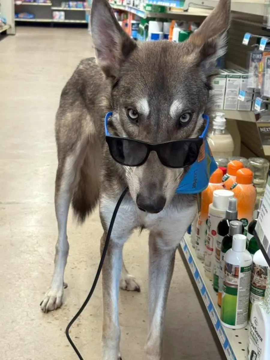 A wolf-like dog wearing a blue bandana and black sunglasses stands in a store aisle, looking directly at the camera, with shelves of various products nearby.