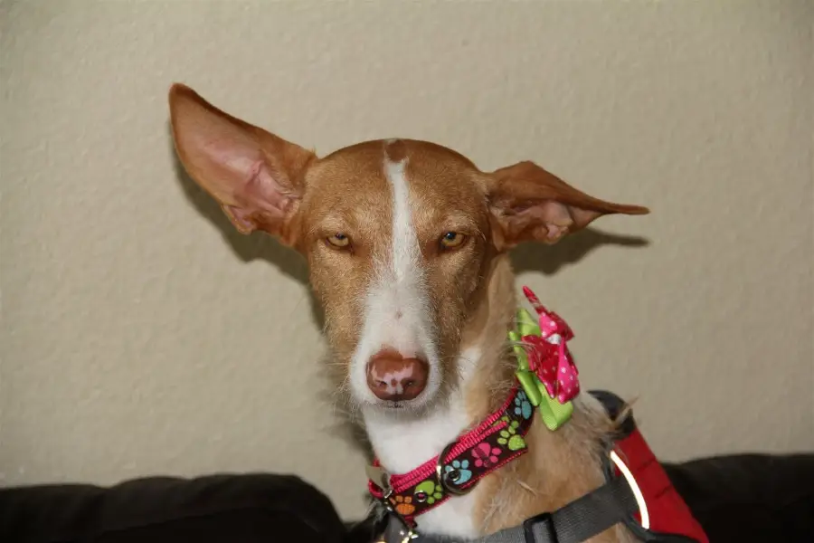 A brown and white dog with large, pointy ears and a pink floral collar sits against a beige wall, looking directly at the camera with a calm expression.