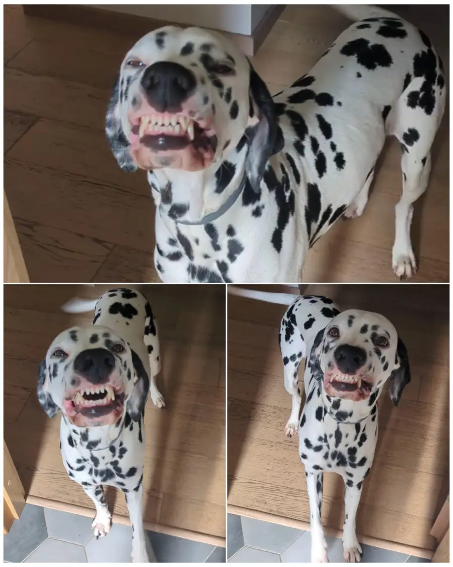 A Dalmatian dog stands indoors, showing its teeth in three different photos; it appears to be smiling or making a playful expression.