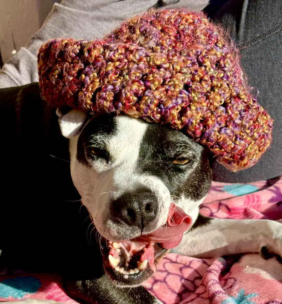 A black and white dog wearing a chunky, multicolored knit hat sits on a colorful blanket, licking its nose with its tongue out and eyes partially closed in sunlight.