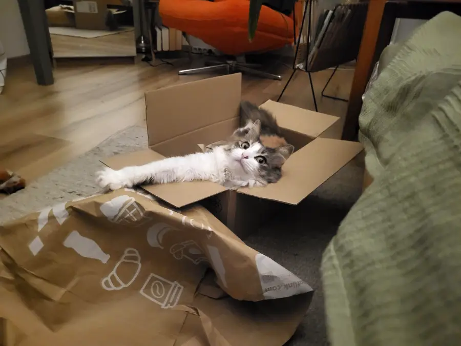 A fluffy cat lies in a cardboard box with one paw stretched out, playfully reaching over some crumpled brown paper on the floor in a cozy living room.