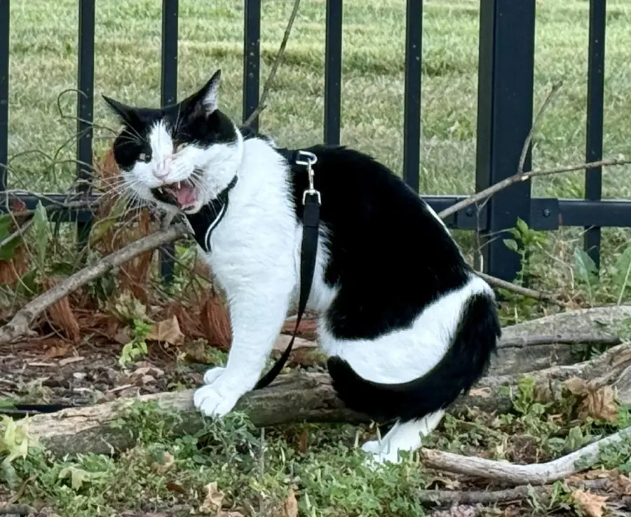A black and white cat wearing a harness sits outdoors by a metal fence, mouth open as if meowing or hissing, with green grass and branches around.