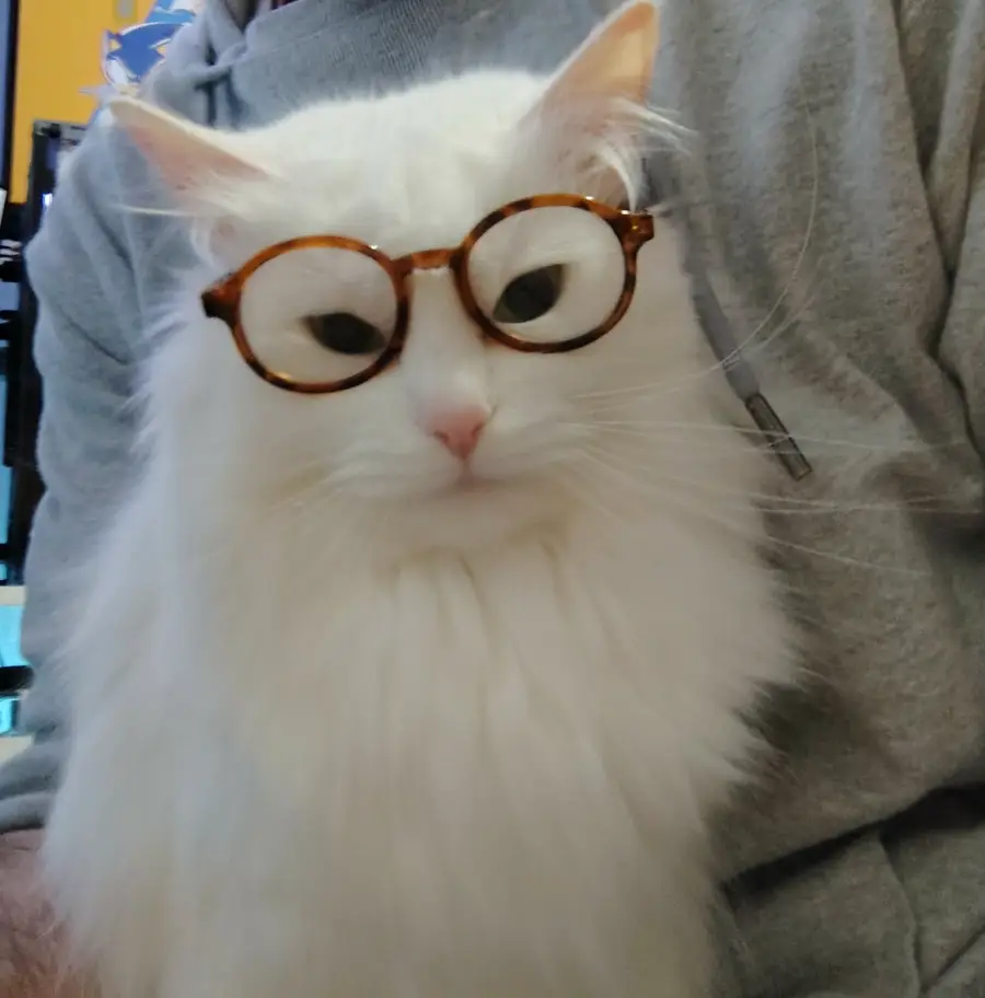 A fluffy white cat wearing round brown glasses sits on a person’s lap, looking directly at the camera. The person is wearing a gray hoodie.