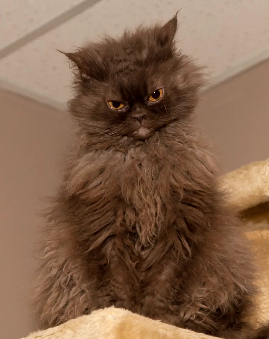 A fluffy brown cat with wild fur and an intense, grumpy expression sits on a beige perch, looking directly at the camera under a ceiling with white tiles.