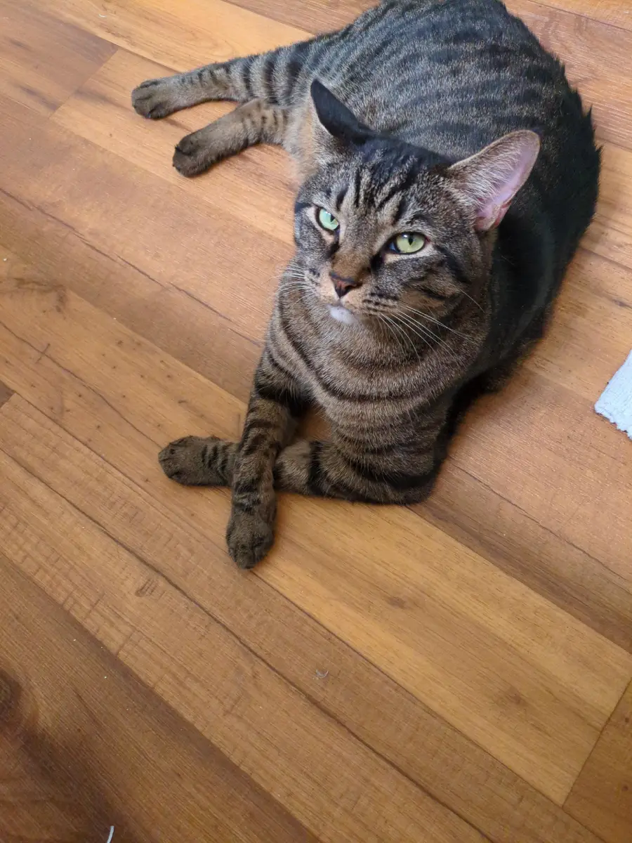 A tabby cat with green eyes lies on a wooden floor, front paws crossed and looking up with a relaxed expression.
