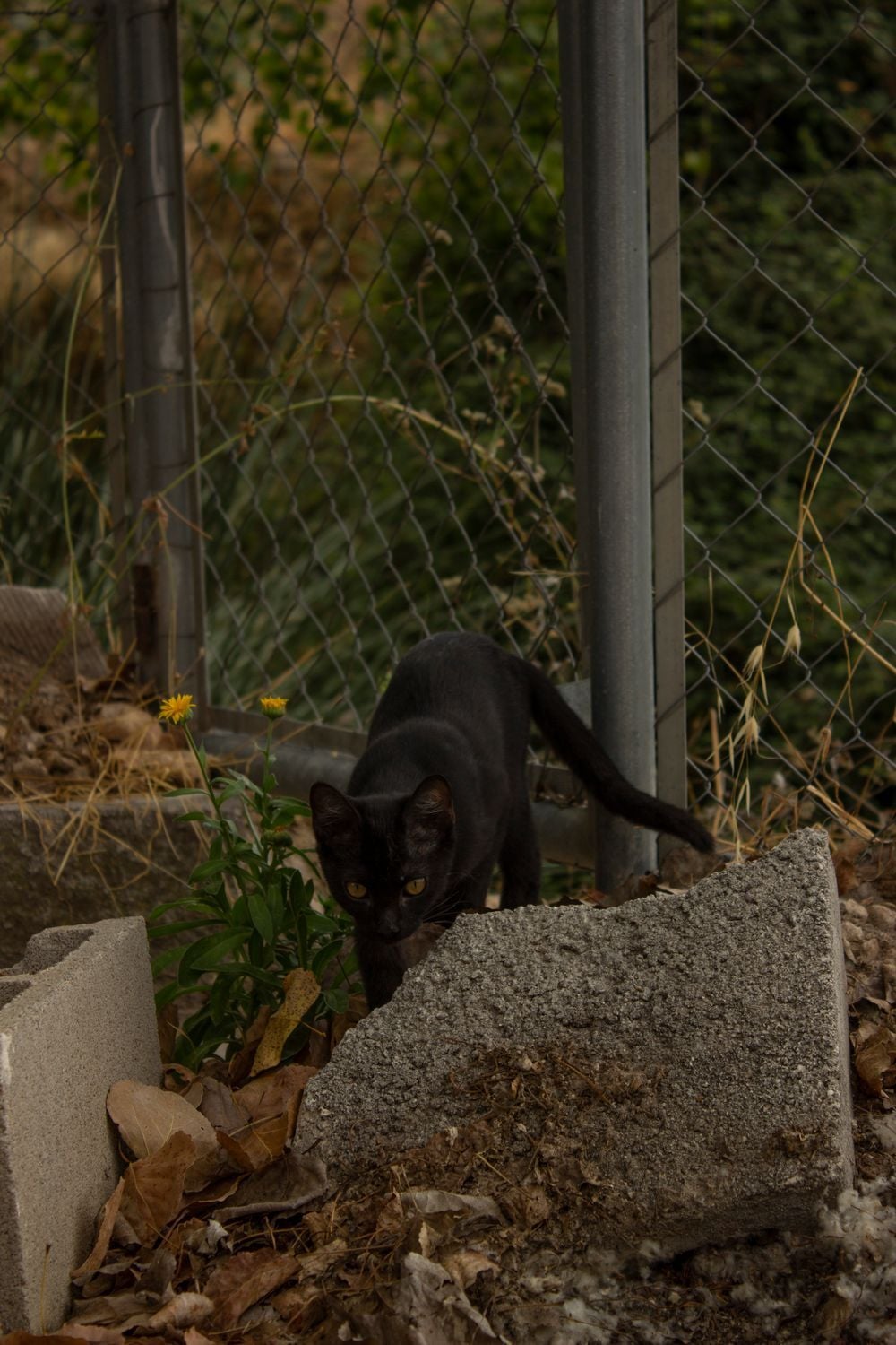 A black cat walks among concrete blocks and dry leaves near a wire fence, with yellow flowers and green foliage in the background.