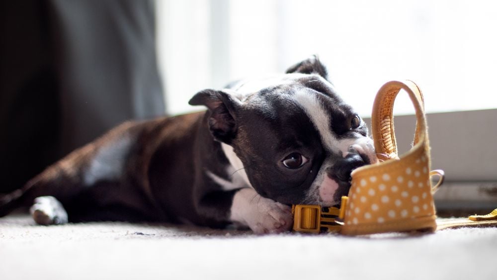 A black and white puppy lies on the floor, chewing on a yellow shoe with white polka dots, near a window with sunlight streaming in.