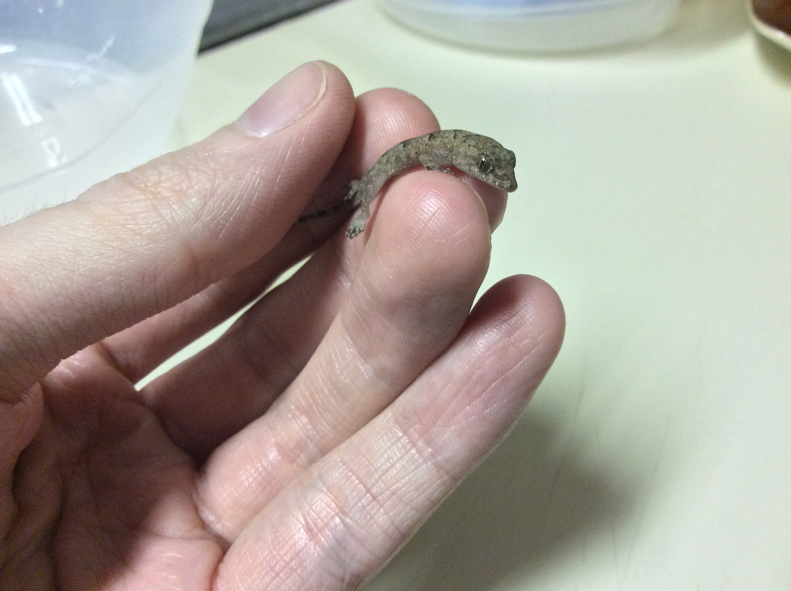 A small brown gecko rests gently on a person’s fingers, with a plastic container in the background on a light-colored surface.