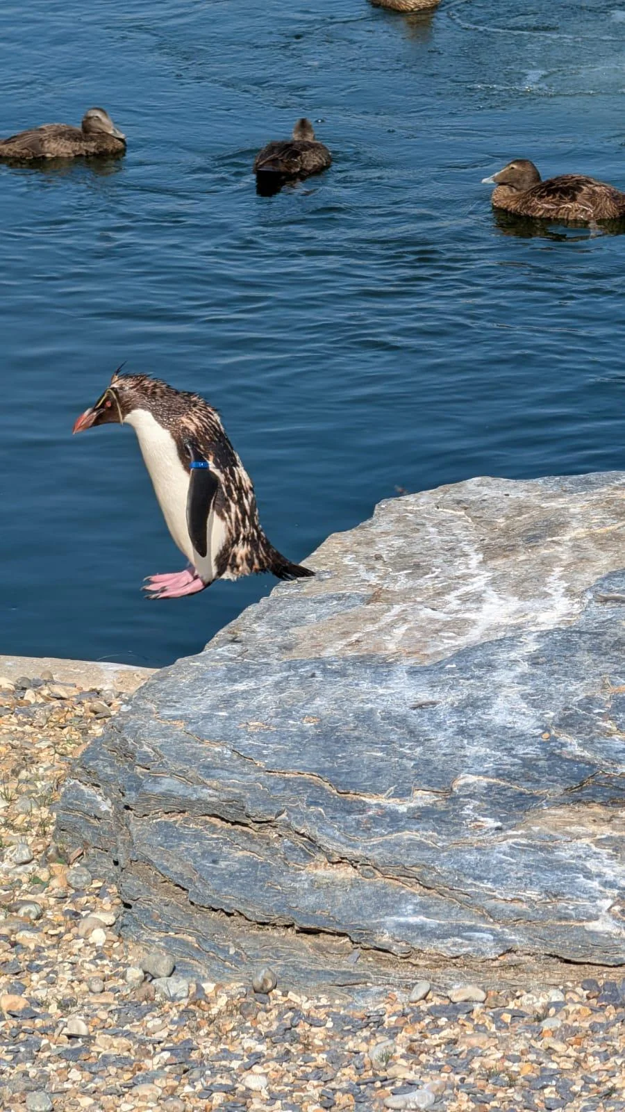 A penguin prepares to jump into a blue pond, standing on a rocky shore, with several ducks swimming in the water in the background.