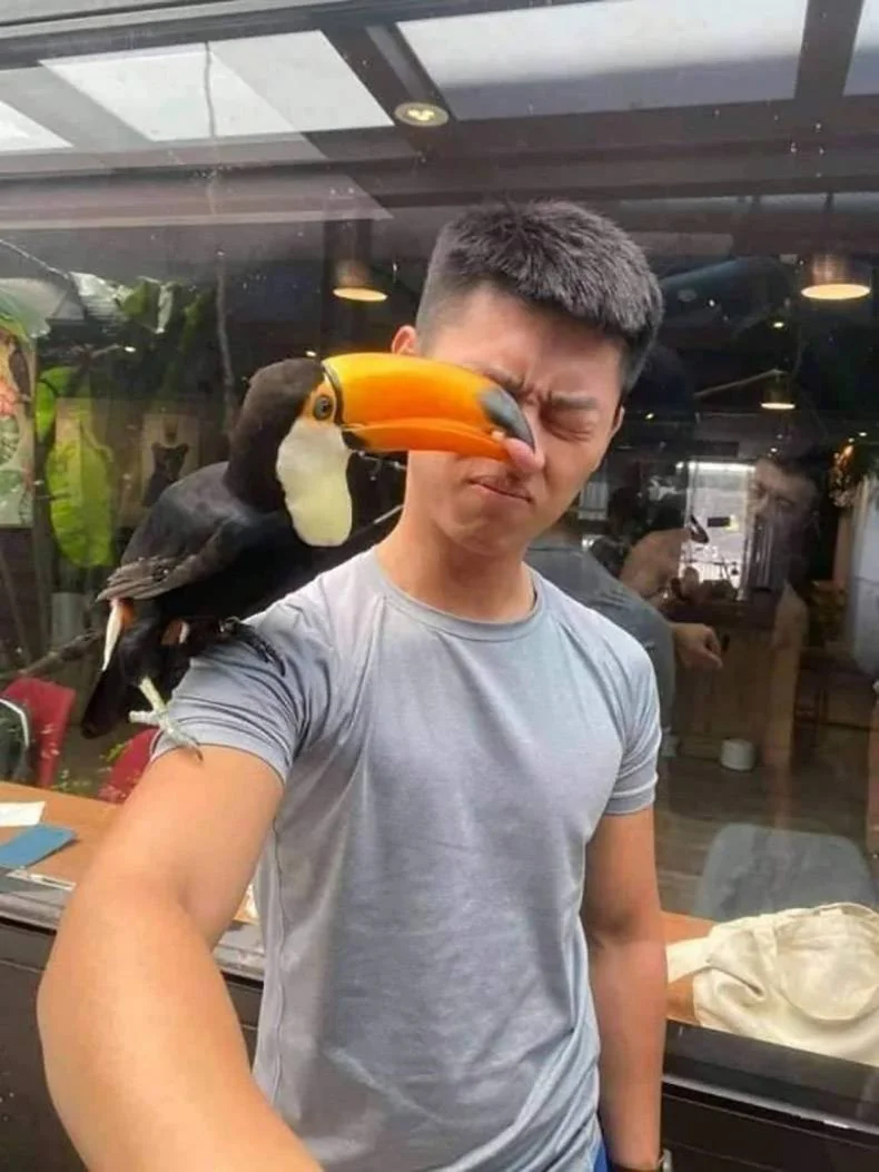 A man in a gray shirt squints as a toucan with a large orange beak touches his nose while perched on his arm.