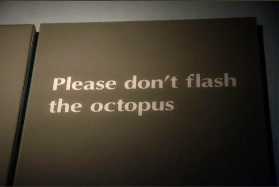 A sign reads, “Please don’t flash the octopus,” in white text on a dark background.