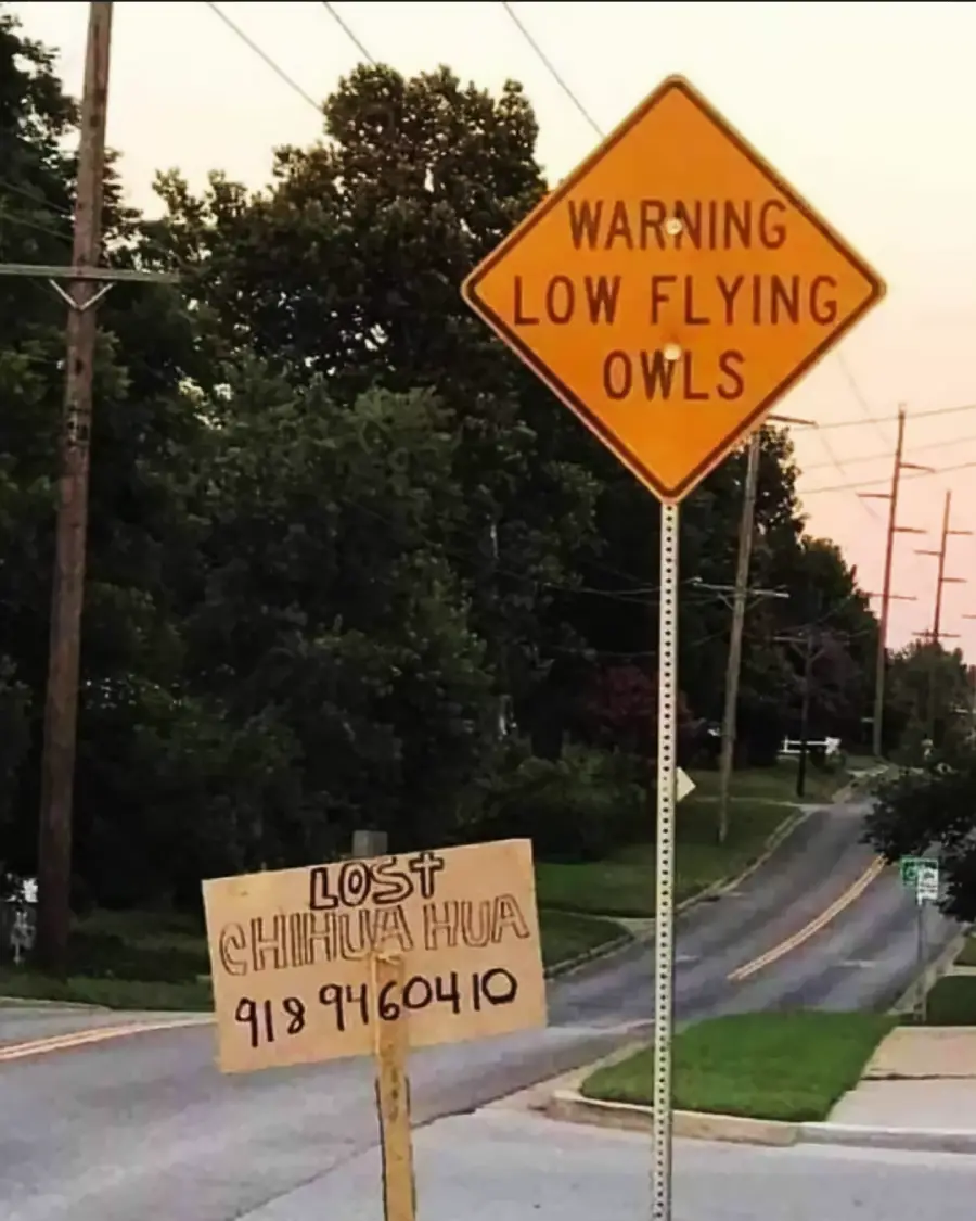 A “Warning Low Flying Owls” road sign stands above a homemade “Lost Chihuahua” sign with a phone number, beside a quiet suburban street with trees and power lines in the background.