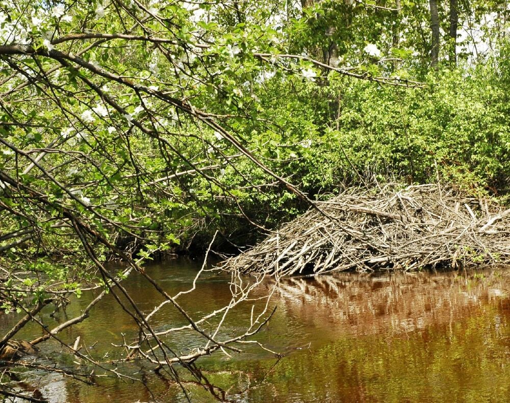 A large beaver lodge made of sticks and branches sits along the bank of a forest stream.