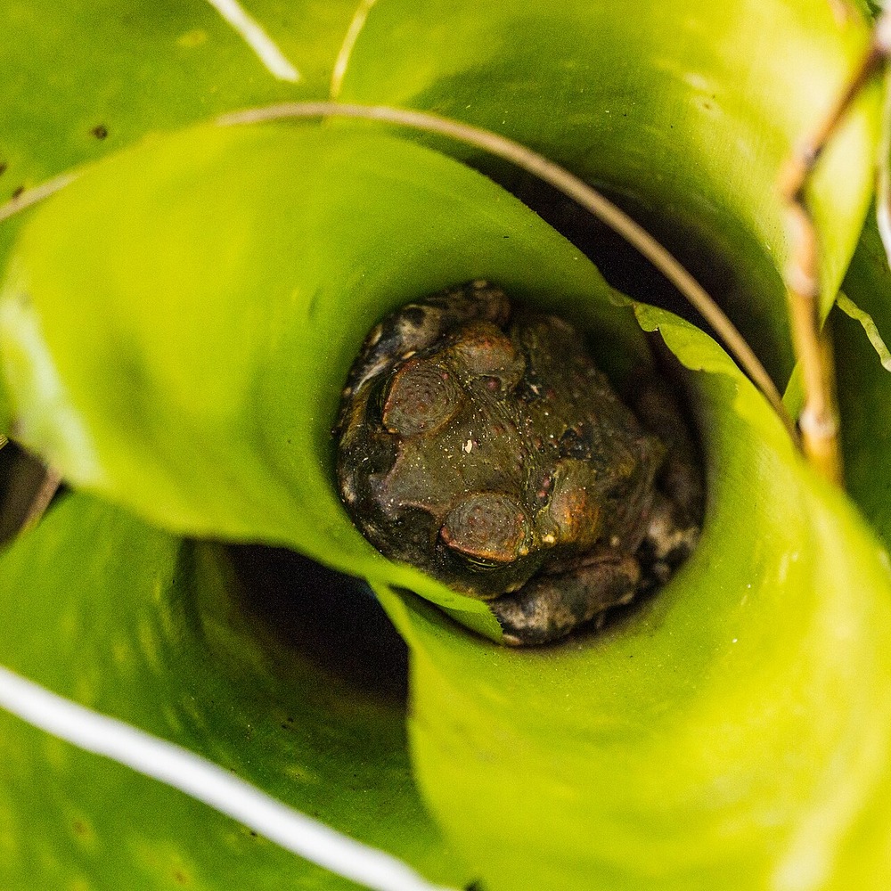 A toad resting inside the center of a green plant.