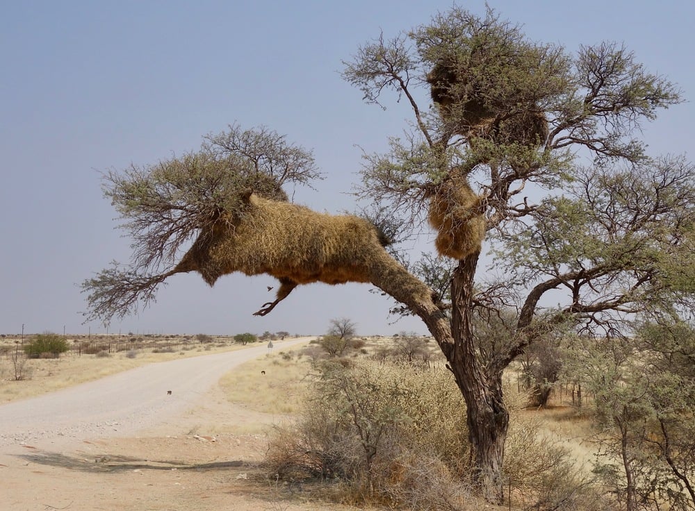 Large communal weaver bird nests built into the branches of a tree beside a dirt road.