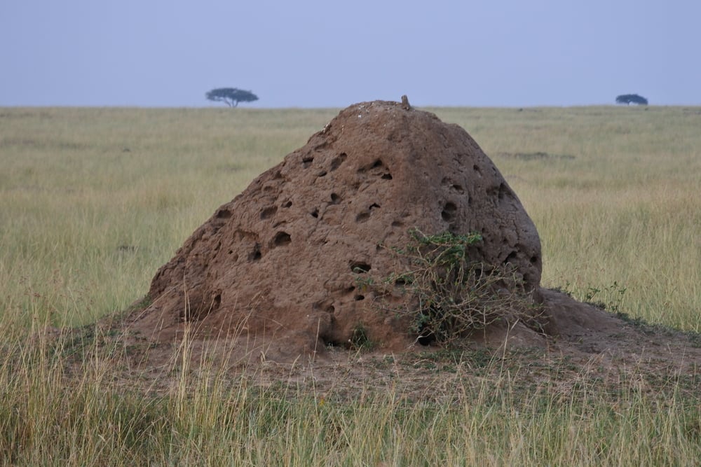 A large, pockmarked termite mound sits in a grassy savanna under a pale sky.