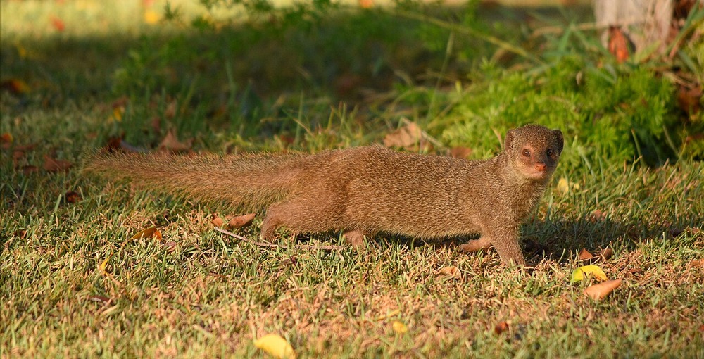 A slender brown mongoose standing in green grass and looking toward the camera.