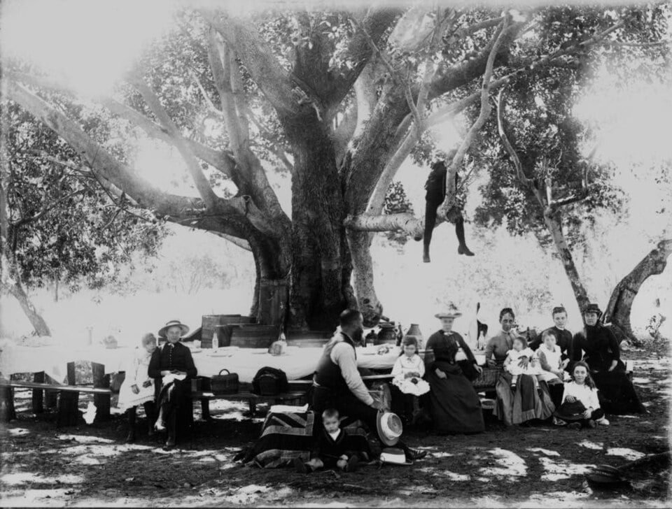 A group of people sitting at a long table set up for a picnic under a large, leafy tree, with one person perched on a branch above.