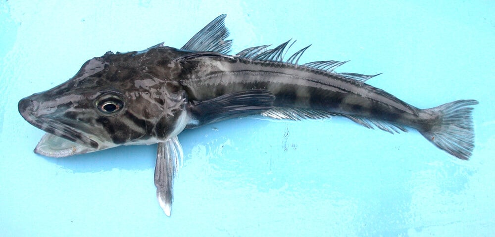 A dark-colored, spiny fish with a wide, open mouth lying on a light blue surface.