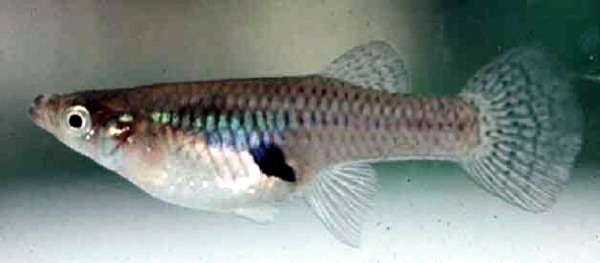 A small, slender fish with a patterned tail and a dark spot on its side.