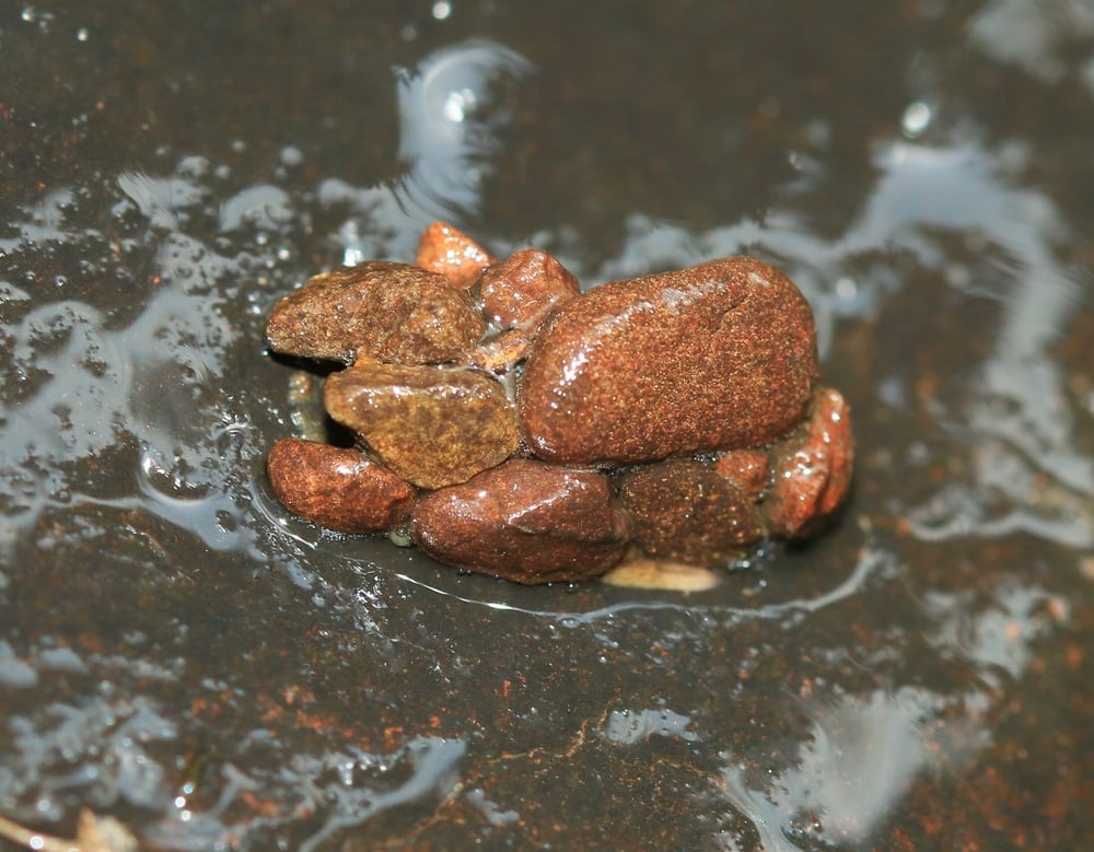 A small cluster of wet, brown stones resting in shallow water.