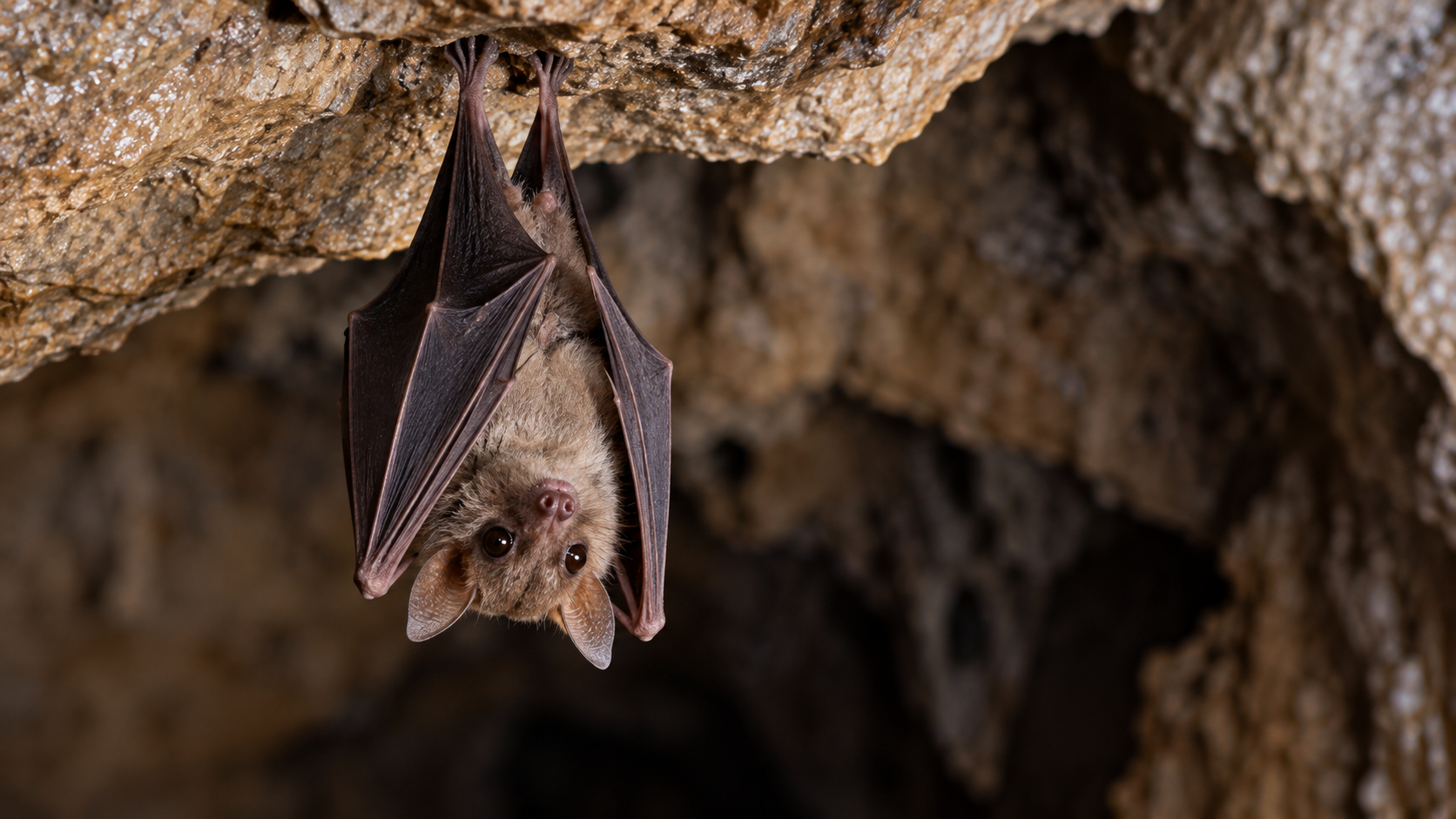 A bat hangs upside down from a rocky cave ceiling.