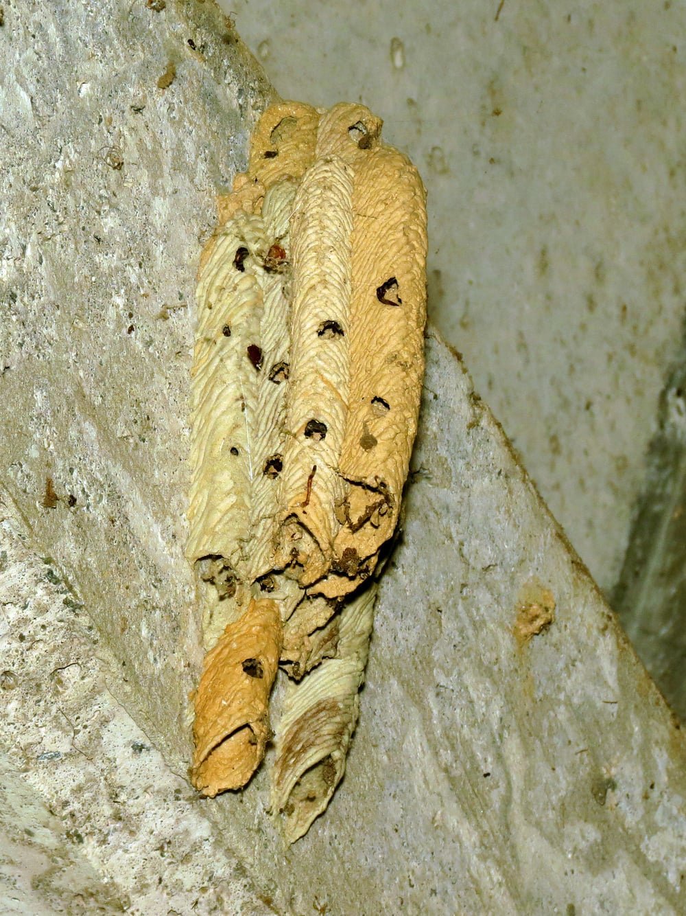 A paper wasp nest attached to a concrete surface.