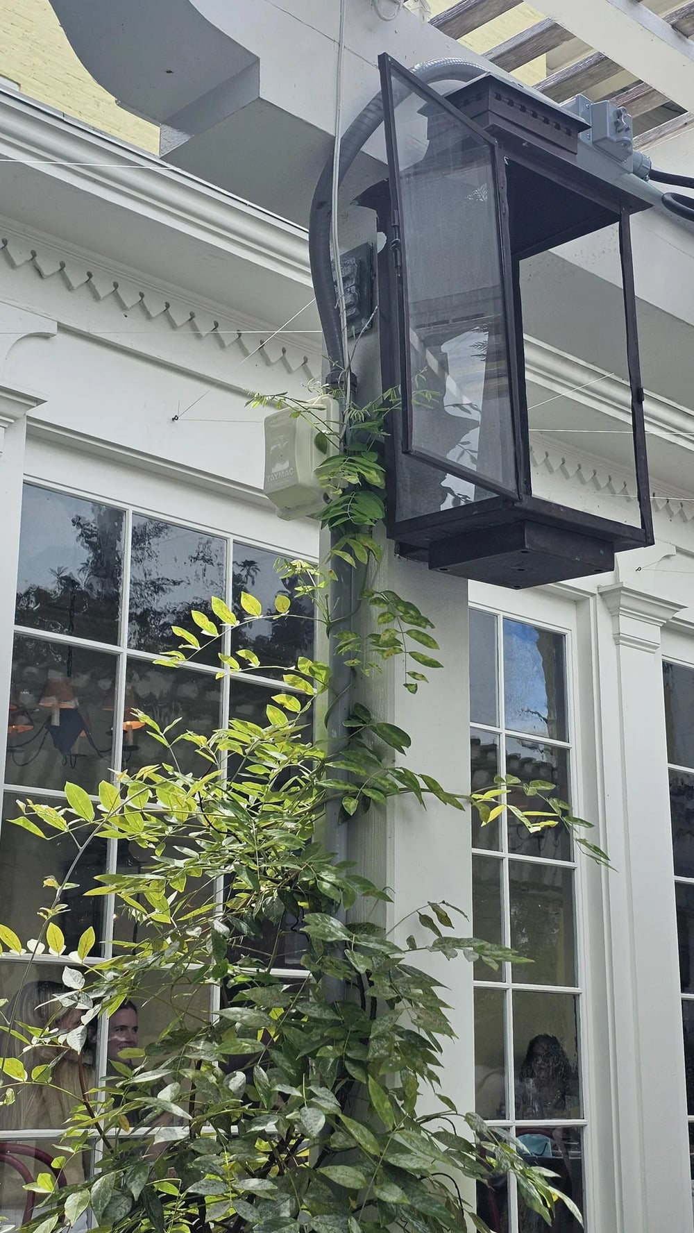 A vine grows up a vertical post next to a large black metal lantern mounted to a white building.