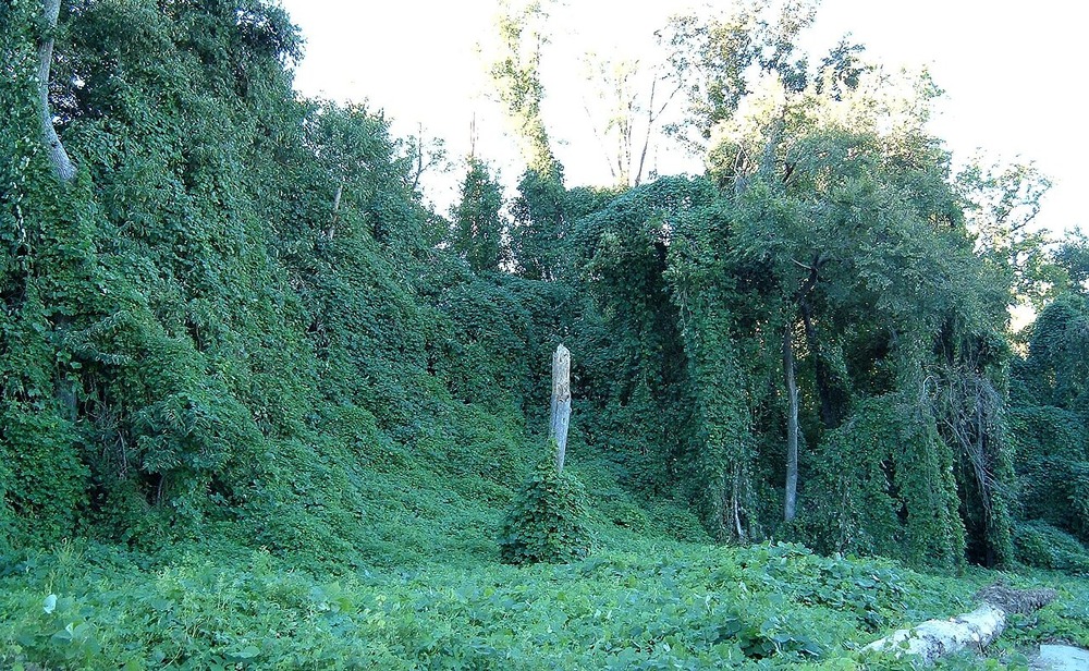 A dense wall of green vines and foliage covering trees and vegetation, with a single bare tree trunk standing in the center.