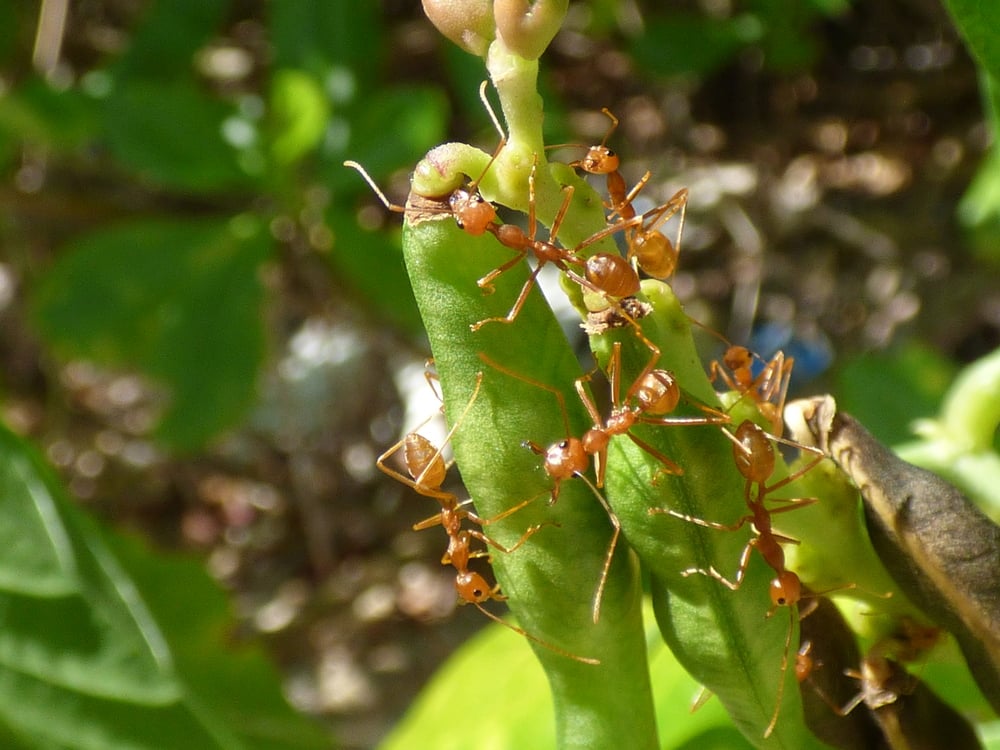 Several reddish-brown weaver ants crawling on a green plant stem.
