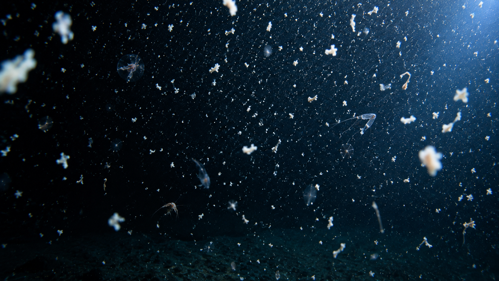 Small, translucent jellyfish and tiny marine organisms float in dark, deep ocean water.