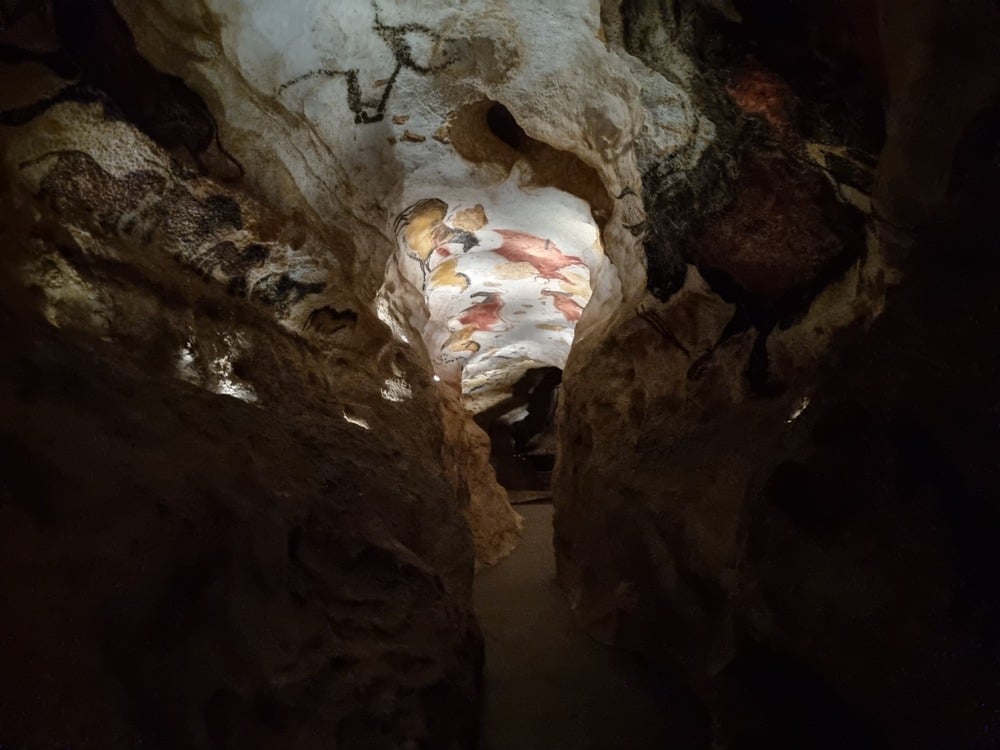 A narrow passage inside a cave with pale ceilings covered in prehistoric paintings of animals.